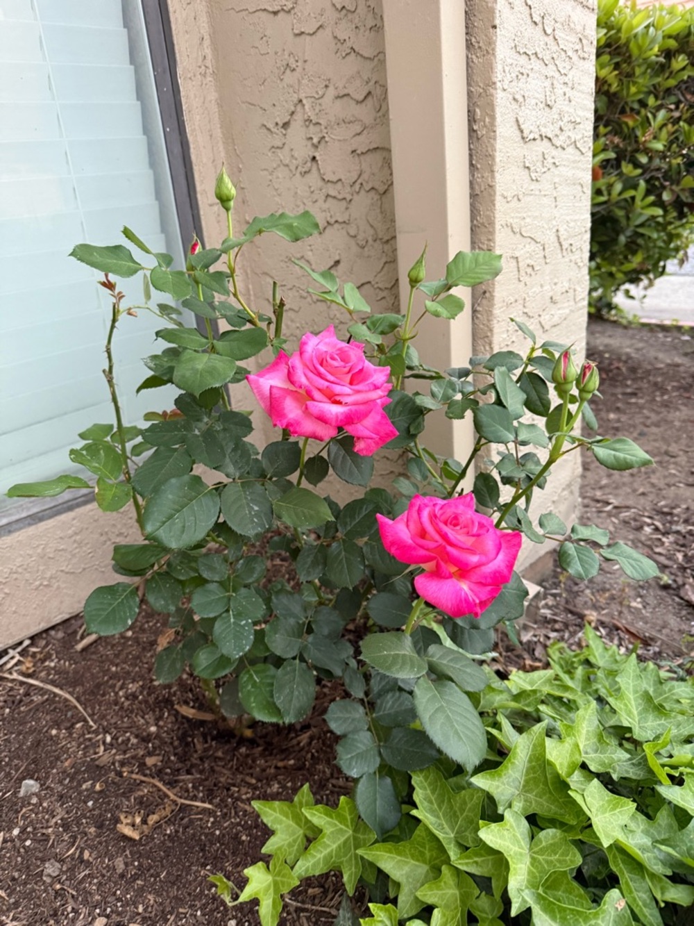 Pink Rose Artificial Accent Print